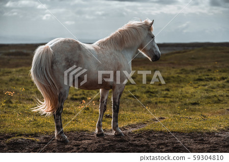 Icelandic horse in scenic nature of Iceland. Icelandic horse in scenic nature of Iceland. 59304810