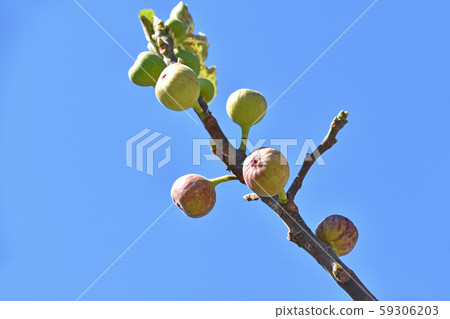 Fig (no fruit) 59306203