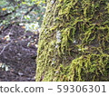 A tree with moss 59306301
