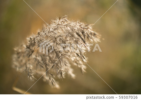 Autumn Susuki Autumn Susuki 59307016