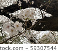 Cherry blossoms in Ueno Park 59307544