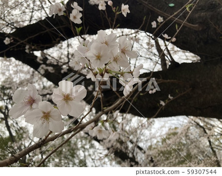 Cherry blossoms in Ueno Park Cherry blossoms in Ueno Park 59307544
