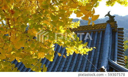 宮島的銀杏 59307578