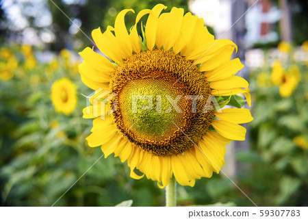 The Sunflower blossom in the morning, in the fresh air, feel the freshness The Sunflower blossom in the morning, in the fresh air, feel the freshness 59307783