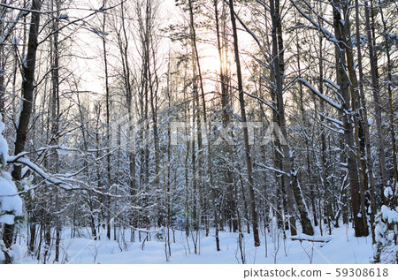 Awesome winter landscape. Winter forest in the snow. Awesome winter landscape. Winter forest in the snow. 59308618
