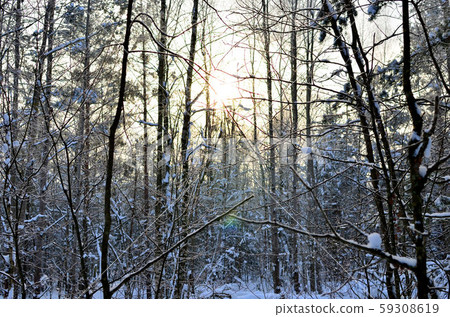 Awesome winter landscape. Winter forest in the snow. Awesome winter landscape. Winter forest in the snow. 59308619