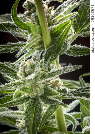 A close-up of flowering cannabis buds with stigmas and trichomes before harvest, macro close-up shot A close-up of flowering cannabis buds with stigmas and trichomes before harvest, macro close-up shot 59308671
