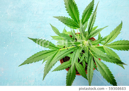 Cannabis buds in the early flowering stage on a blue background, with vibrant green marijuana leaves Cannabis buds in the early flowering stage on a blue background, with vibrant green marijuana leaves 59308683