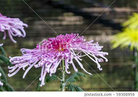 [Machida City Chrysanthemum Exhibition] 59308956