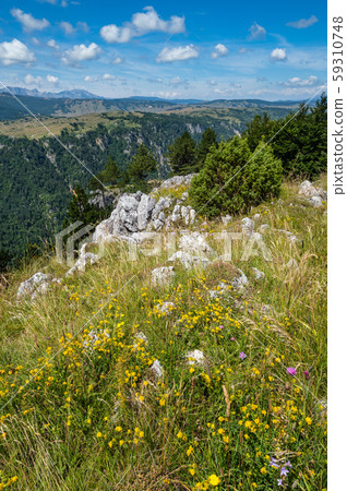 Summer Tara Canyon in mountain Durmitor National 59310748