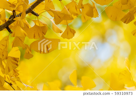 阿祖瑪體育公園內的銀杏(福島縣福島市) 阿祖瑪體育公園內的銀杏(福島縣福島市) 59310973