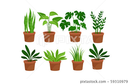Green Home Plants In Pots Vector Illustration Set Green Home Plants In Pots Vector Illustration Set 59310979