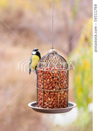 Great tit eats peanuts from a bird feeder. Great tit eats peanuts from a bird feeder. 59311769
