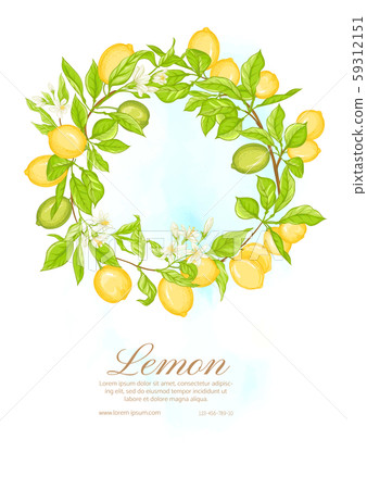 Lemon tree branch with lemons Lemon tree branch with lemons 59312151