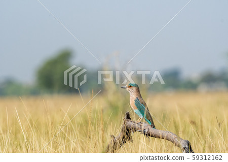 Angry bird Indian roller or Coracias benghalensis on a beautiful wood perch at tal chhapar blackbuck sanctuary, churu, rajasthan , india Angry bird Indian roller or Coracias benghalensis on a beautiful wood perch at tal chhapar blackbuck sanctuary, churu, rajasthan , india 59312162