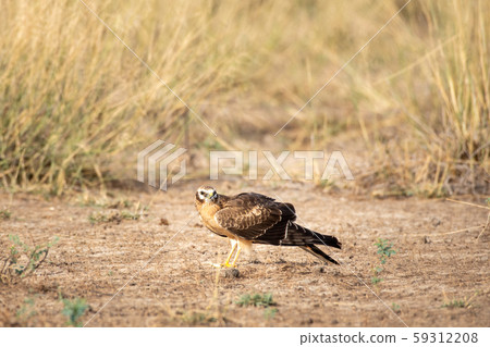 bird, falcon, grass 59312208