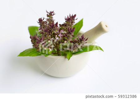 Sweet basil with purple flowers in porcelain 59312386
