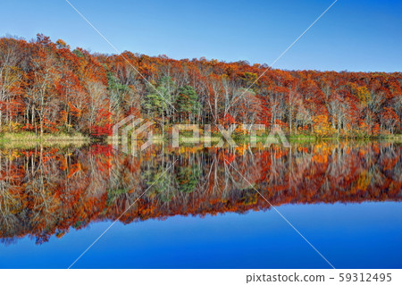 Autumn leaves of lotus white pond 59312495