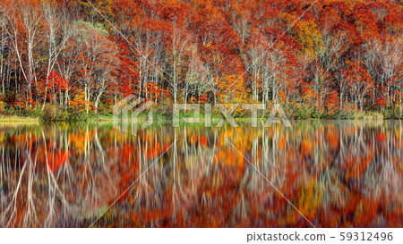 Autumn leaves of lotus white pond 59312496