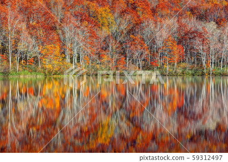 Autumn leaves of lotus white pond 59312497