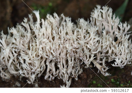 Natural coral mushroom, white coral shape with a few centimeters. The tip is like a palm of the end. Many hands extend from the ground ... 59312617