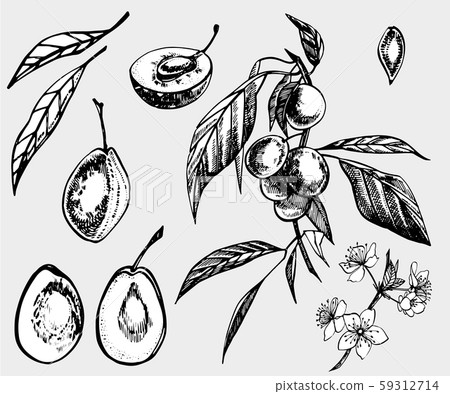 Plums hand drawn illustration. Ink sketch. Hand drawn illustration. Seamless pattern. Healthy Plums hand drawn illustration. Ink sketch. Hand drawn illustration. Seamless pattern. Healthy 59312714
