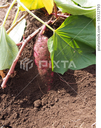 Harvest of sweet potatoes 59312793
