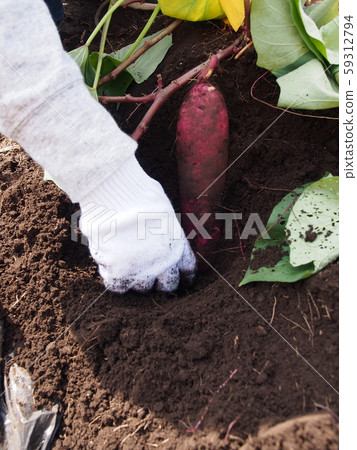 Harvest of sweet potatoes 59312794