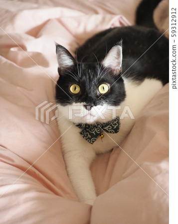 Mask cat on a futon Mask cat on a futon 59312912