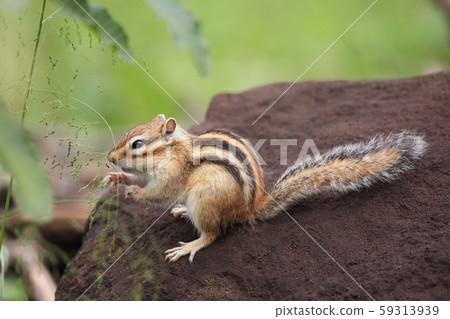 花栗鼠 59313939