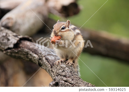 Chipmunk eating acorn 59314025