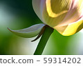 Lotus, Lotus Flower, Lotus Peaks, Lotus Peak 59314202