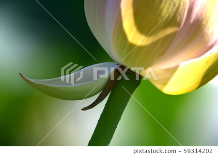 Lotus, Lotus Flower, Lotus Peaks, Lotus Peak 59314202