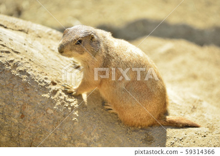  Prairie dog 59314366