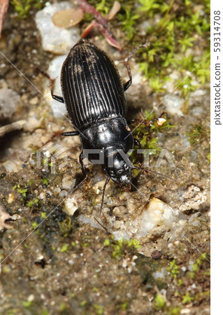 生物昆蟲的蟲子，長約12毫米。 “頭上有深紅色斑點，前胸背板後面沒有收縮，並且背角鈍。” 59314708