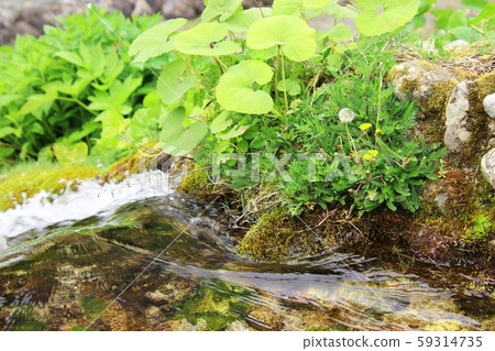 Dandelion and Brook Dandelion and Brook 59314735