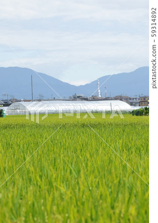 Rice panicle of rice field Rice panicle of rice field 59314892