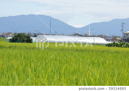 米領域米panicle 米領域米panicle 59314893