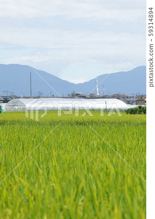 米領域米panicle 米領域米panicle 59314894