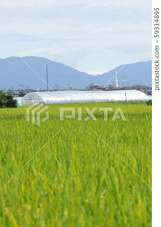 米領域米panicle 米領域米panicle 59314895