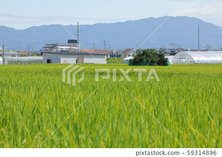 Rice panicle of rice field Rice panicle of rice field 59314896