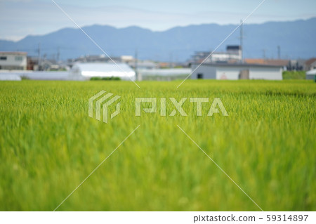 Rice panicle of rice field Rice panicle of rice field 59314897