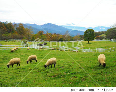 10月山梨縣清里市牧場公園秋天風景 10月山梨縣清里市牧場公園秋天風景 59314906