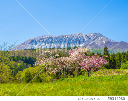 Landscape of Ulsan Oyama skyline with cherry blossoms in spring Landscape of Ulsan Oyama skyline with cherry blossoms in spring 59314980