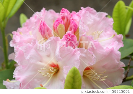 杜鵑花粉紅色的花朵 59315001