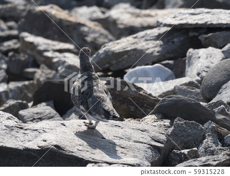 Close up male rock ptarmigan, Lagopus muta, 59315228