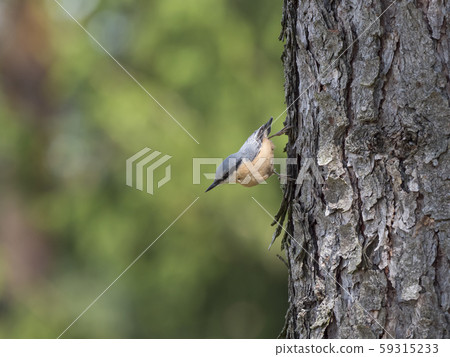 Close up wood Nuthatch or Eurasian nuthatch, Close up wood Nuthatch or Eurasian nuthatch, 59315233