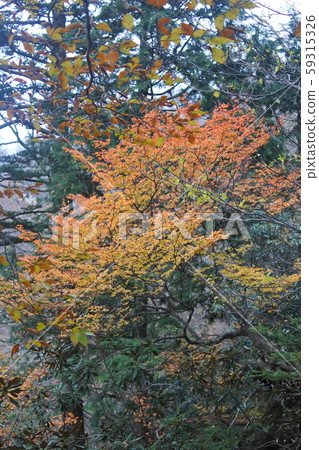 大峰山秋葉 大峰山秋葉 59315326