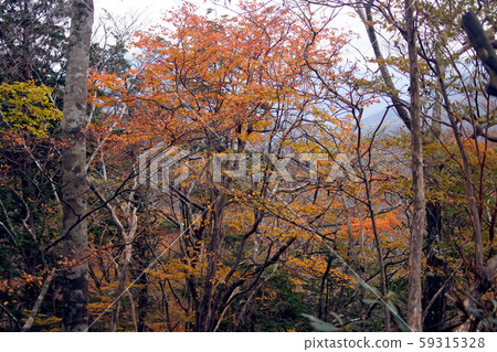 Omineyama autumn leaves Omineyama autumn leaves 59315328