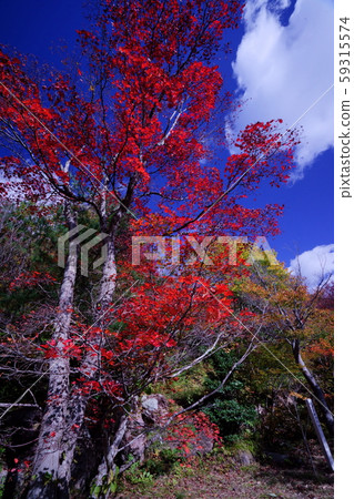 Autumn leaves shine in the deep blue autumn sky 59315574